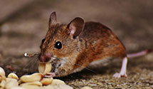 24 Hour & Emergency Exterminators in Mount Air, OH